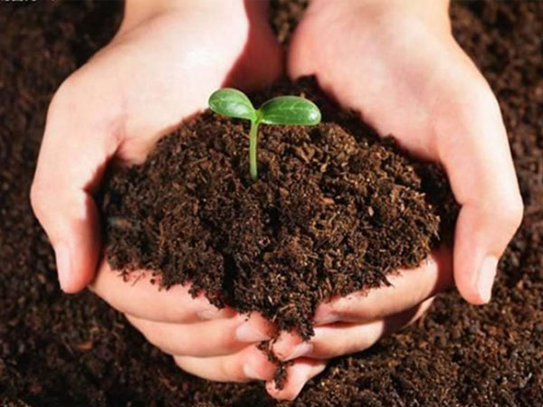 nơi thu mua mùn cưa ở Đồng Nai