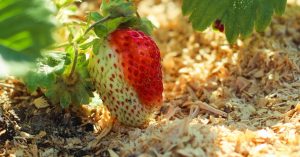 Thu mua dăm bào ở Thủ Dầu Một