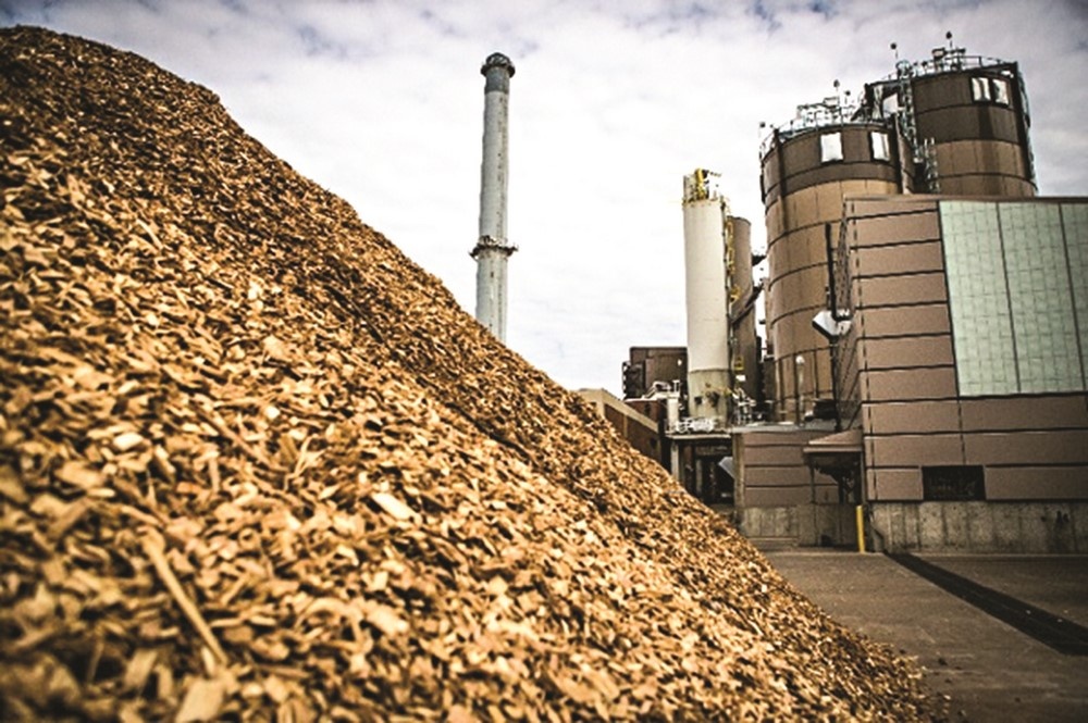 thu mua dăm bào ở Dầu Tiếng