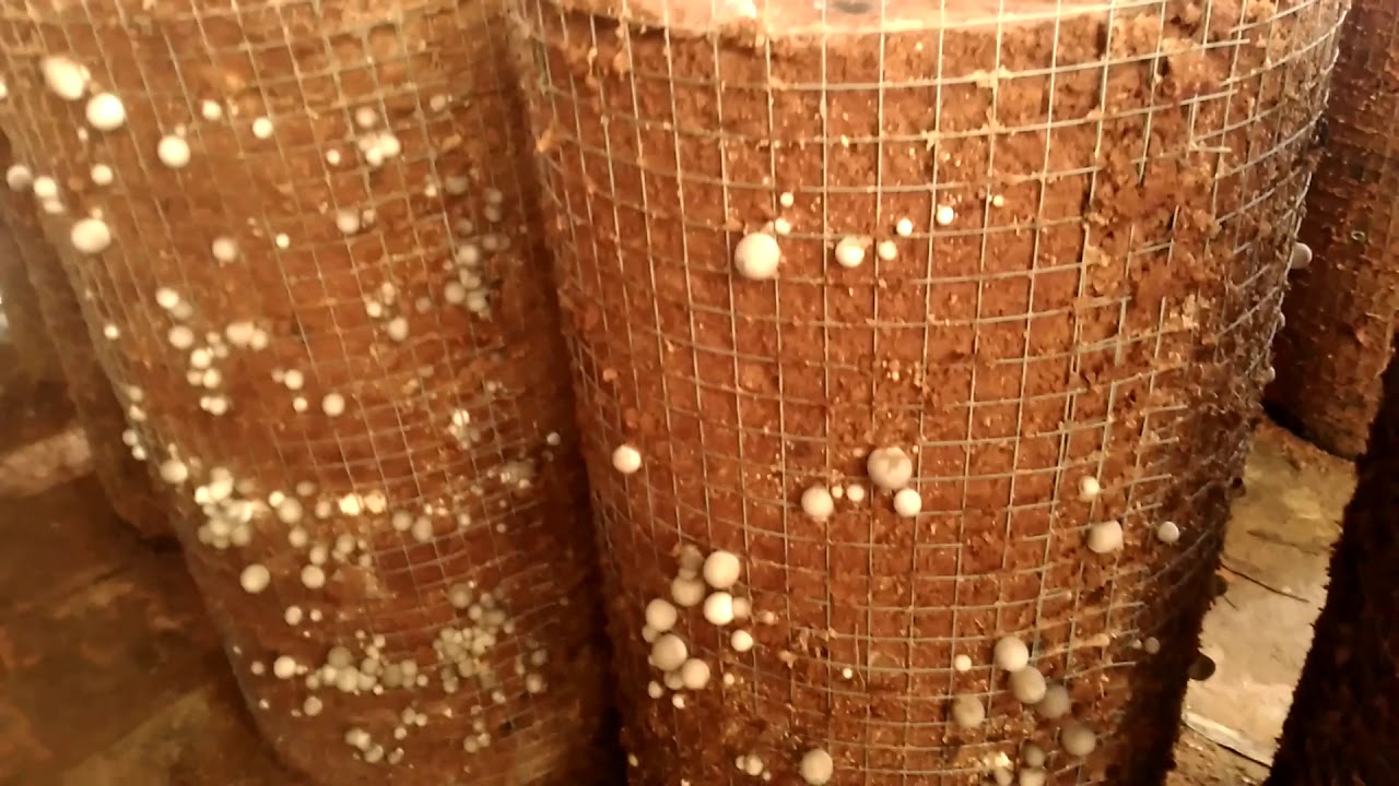 trồng nấm rơm bằng dăm bào mùn cưa ở Thuận An