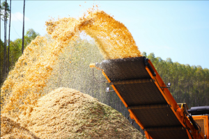 thu mua dăm bào Long An